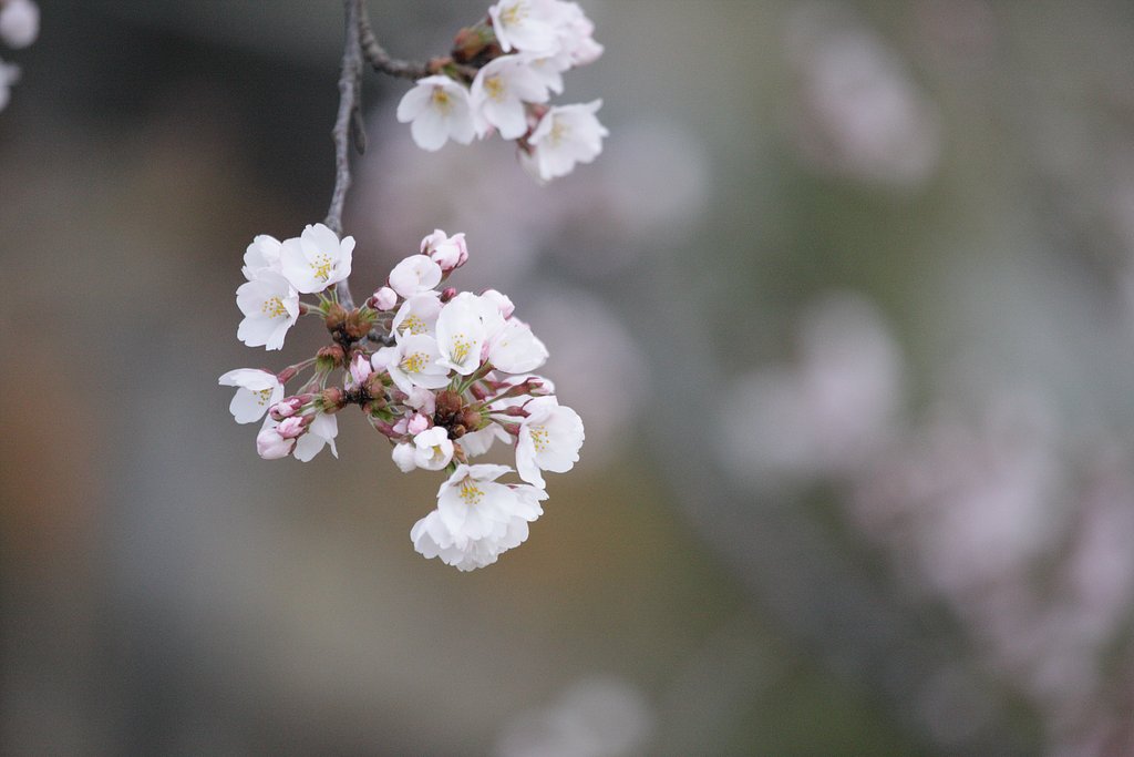 桜前線北上中！　其の弐