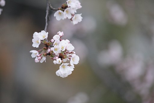桜前線北上中！　其の弐