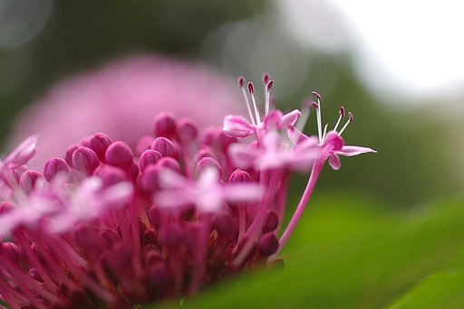 ピンクの森