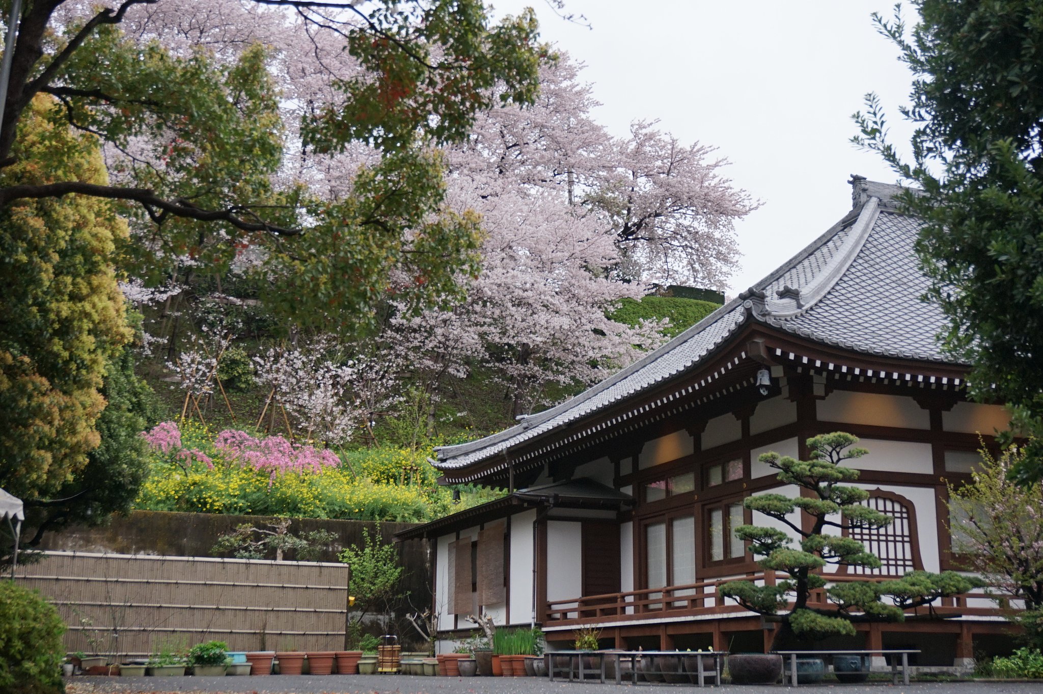 養源寺