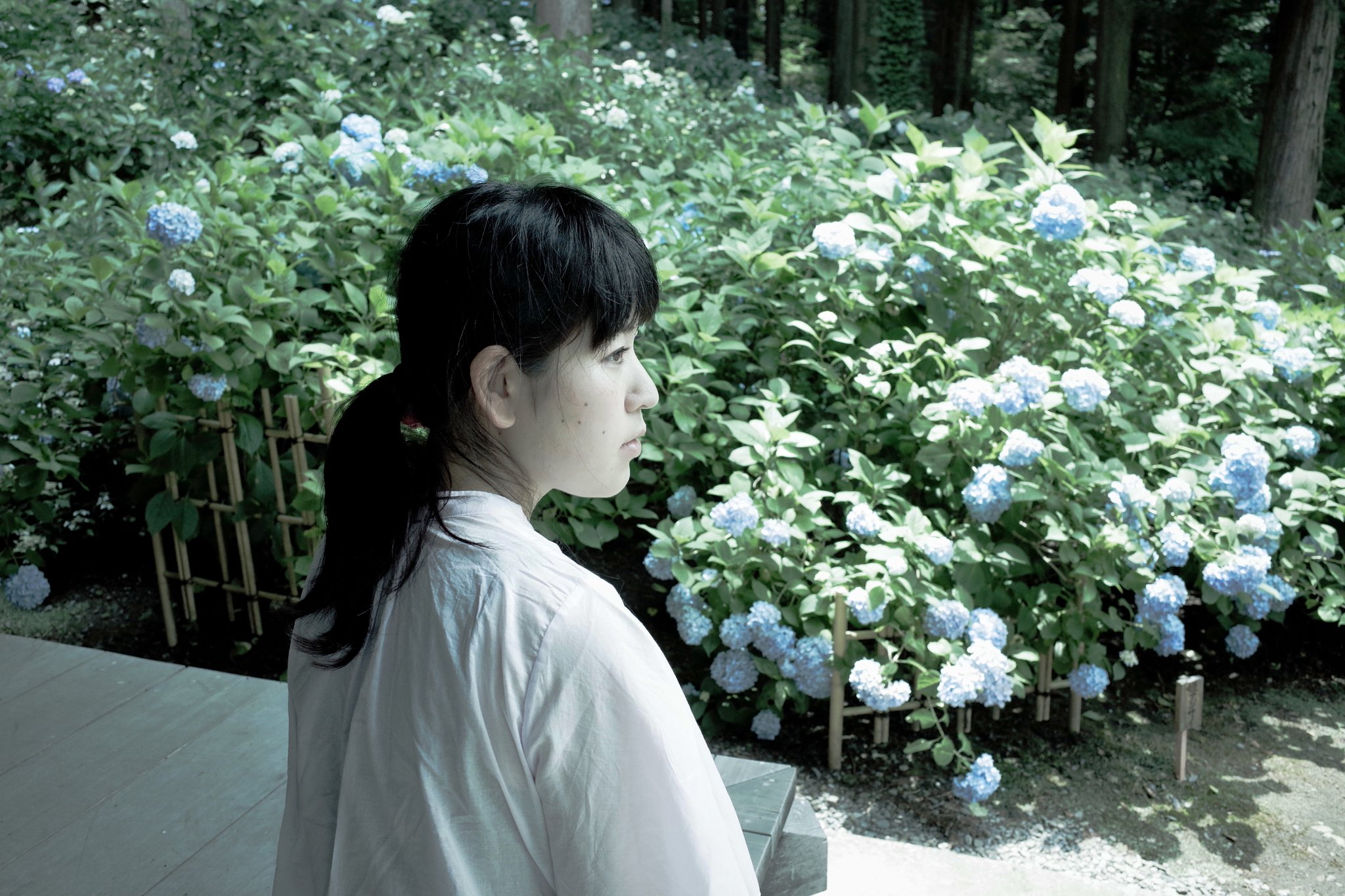 紫陽花と、カミさんと