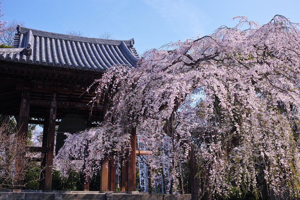 増上寺しだれ桜