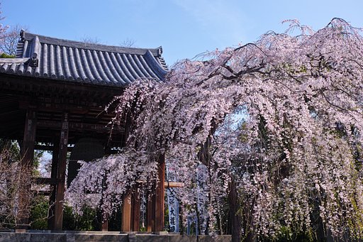 増上寺しだれ桜