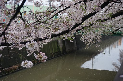 🌸