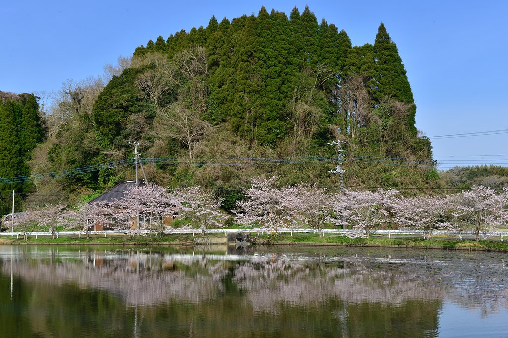 野牛の桜