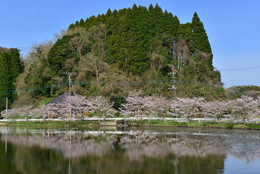 野牛の桜