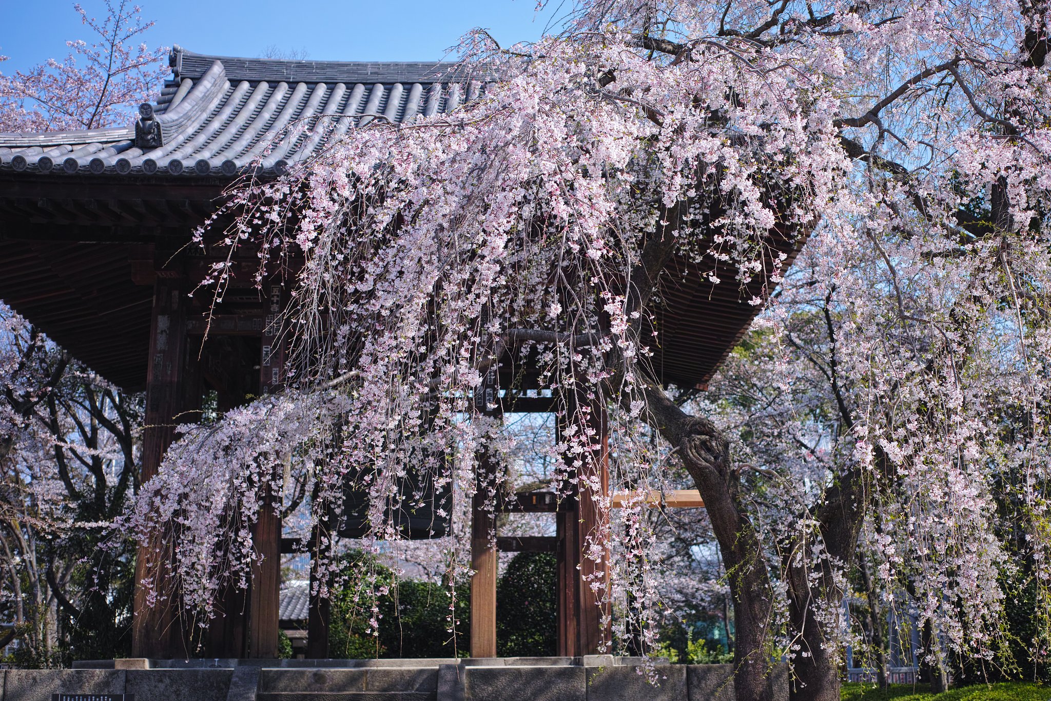 寺には枝垂が