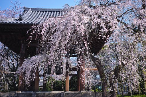 寺には枝垂が