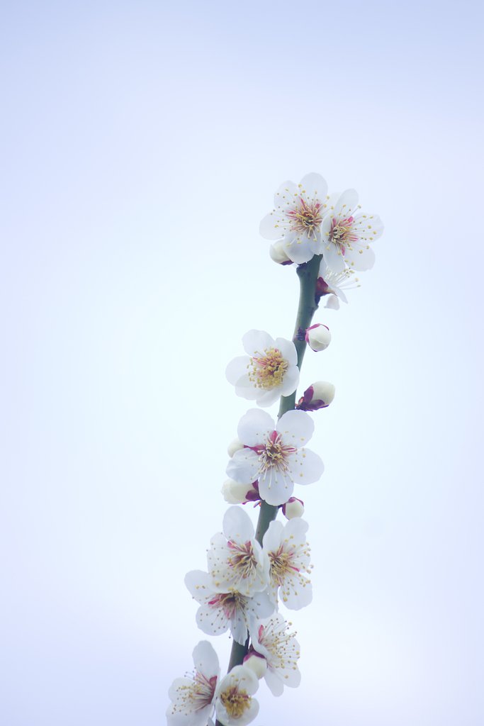 【題】 春空と白梅