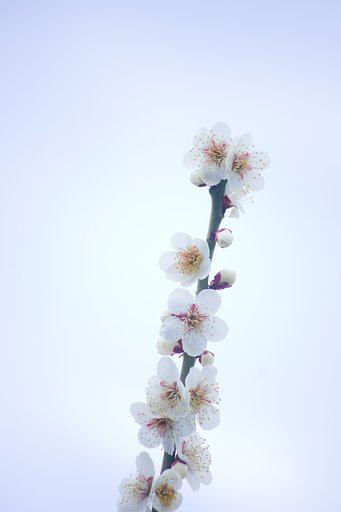 【題】 春空と白梅