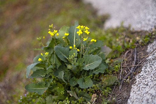 菜の花。