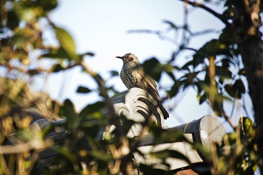 春屋根のヒヨ
