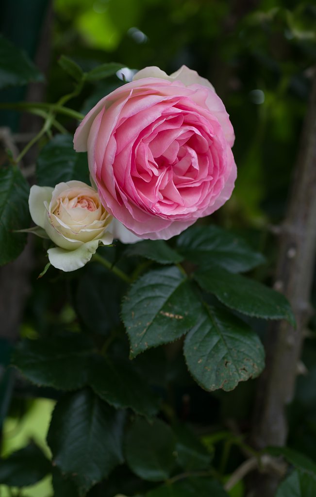 SIGMA MACRO 70mm F2.8