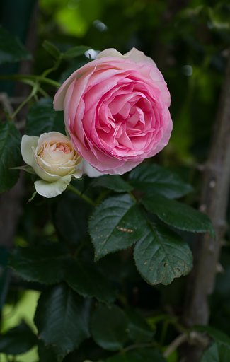 SIGMA MACRO 70mm F2.8