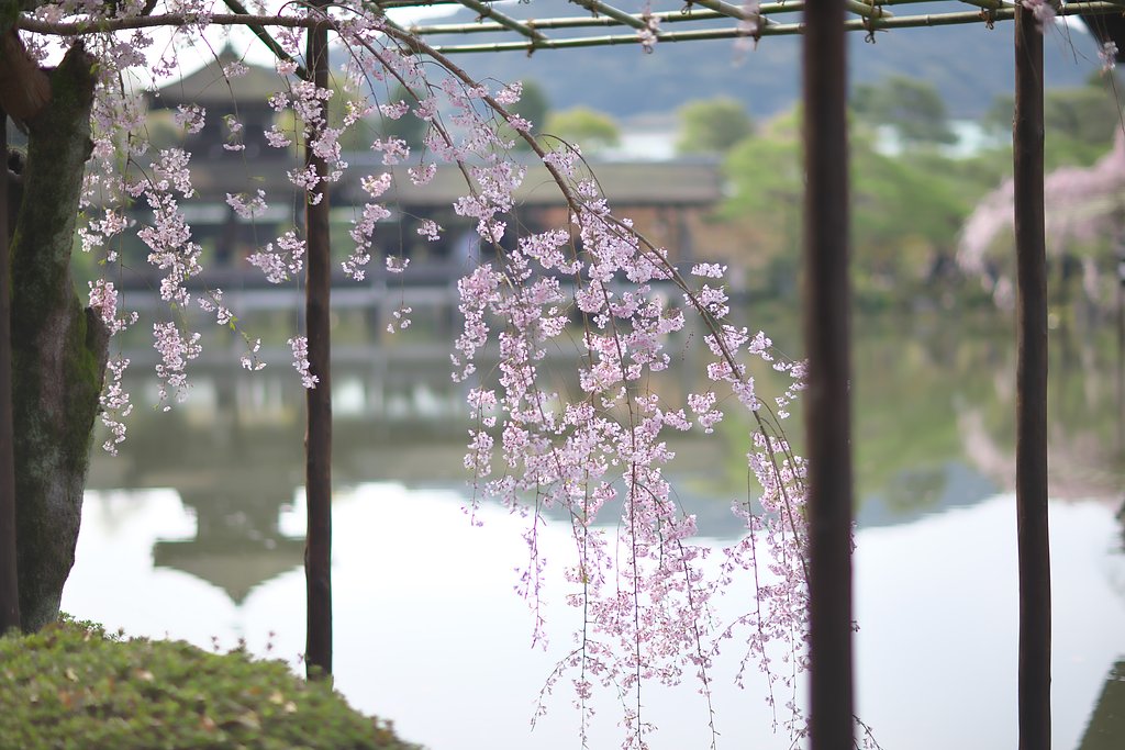 平安神宮神苑
