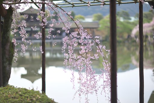 平安神宮神苑