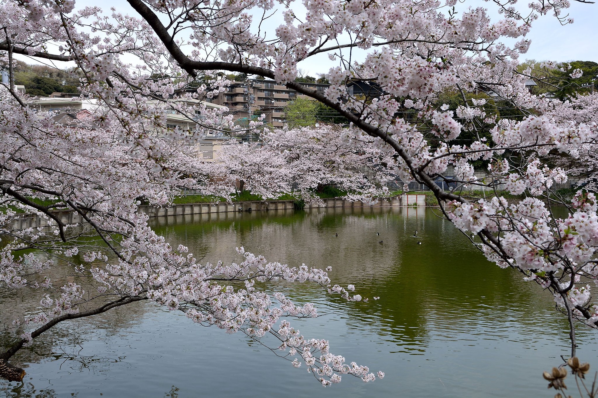 桜