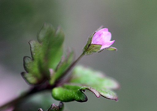 見つけにくい野草イヌノフグリ