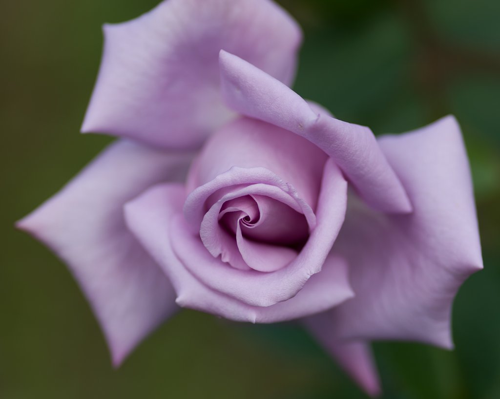 PENTAX-D FA MACRO 100mm F2.8