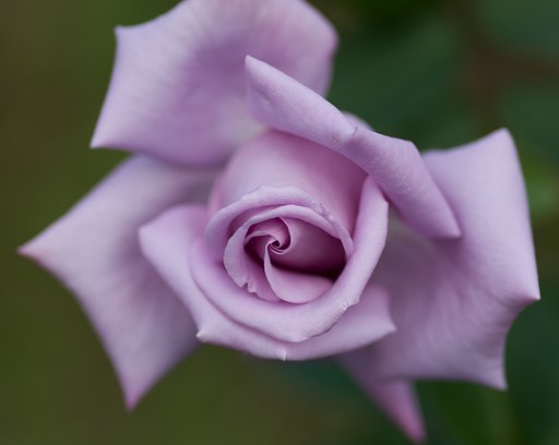 PENTAX-D FA MACRO 100mm F2.8