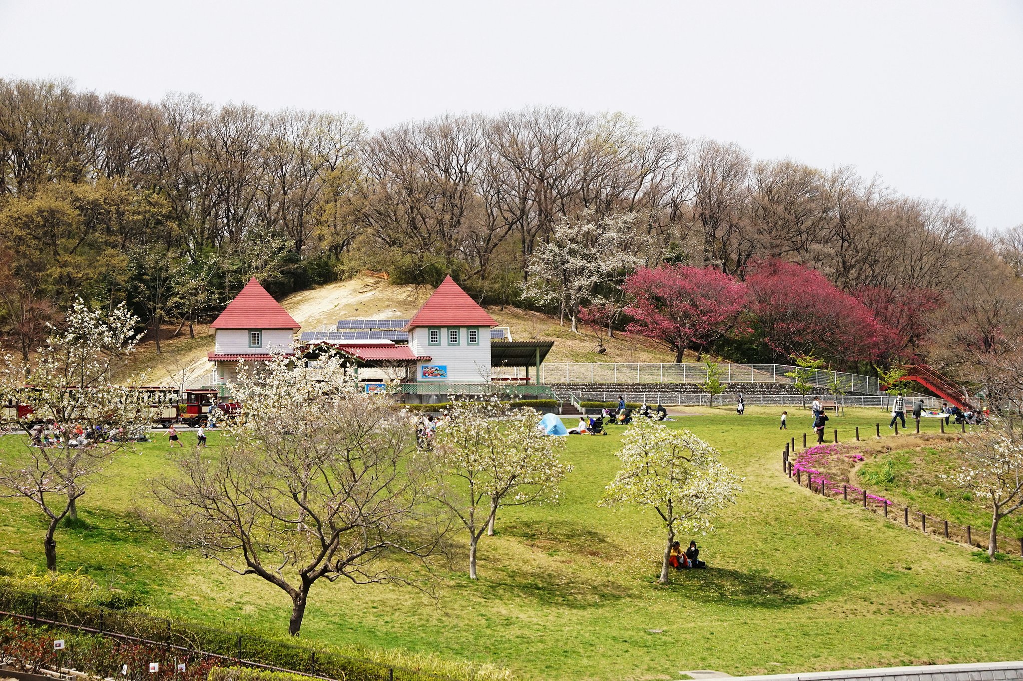 大空の下の花見、遠望
