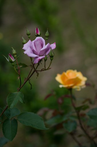 SIGMA MACRO 70mm F2.8