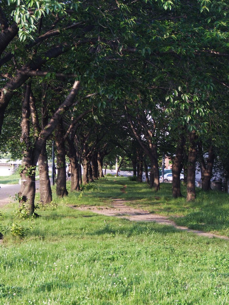 緑陰(斜光）