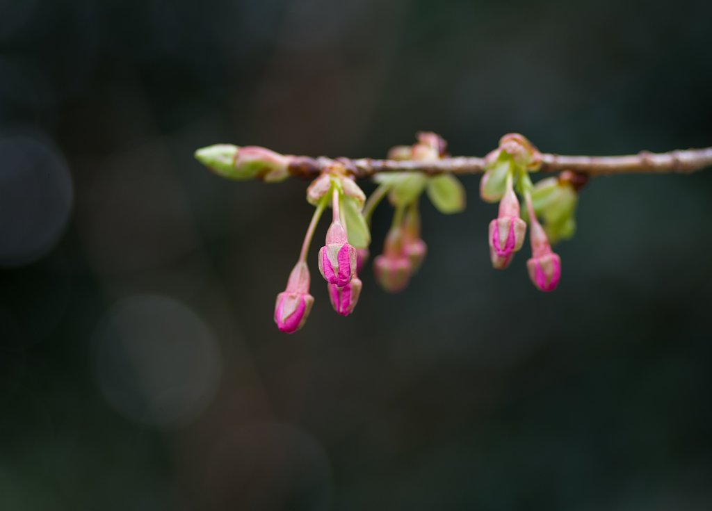 河津桜