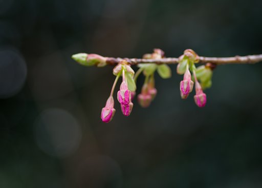 河津桜