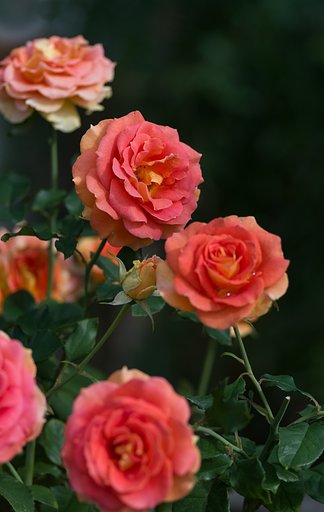 PENTAX-D FA MACRO 100mm F2.8