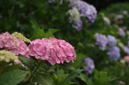 性海寺　紫陽花