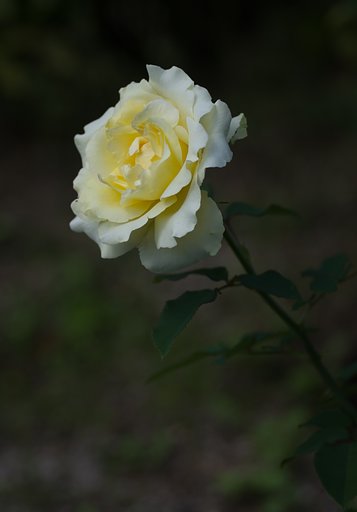 PENTAX-D FA MACRO 100mm F2.8