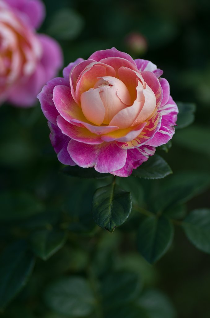 PENTAX-D FA MACRO 100mm F2.8