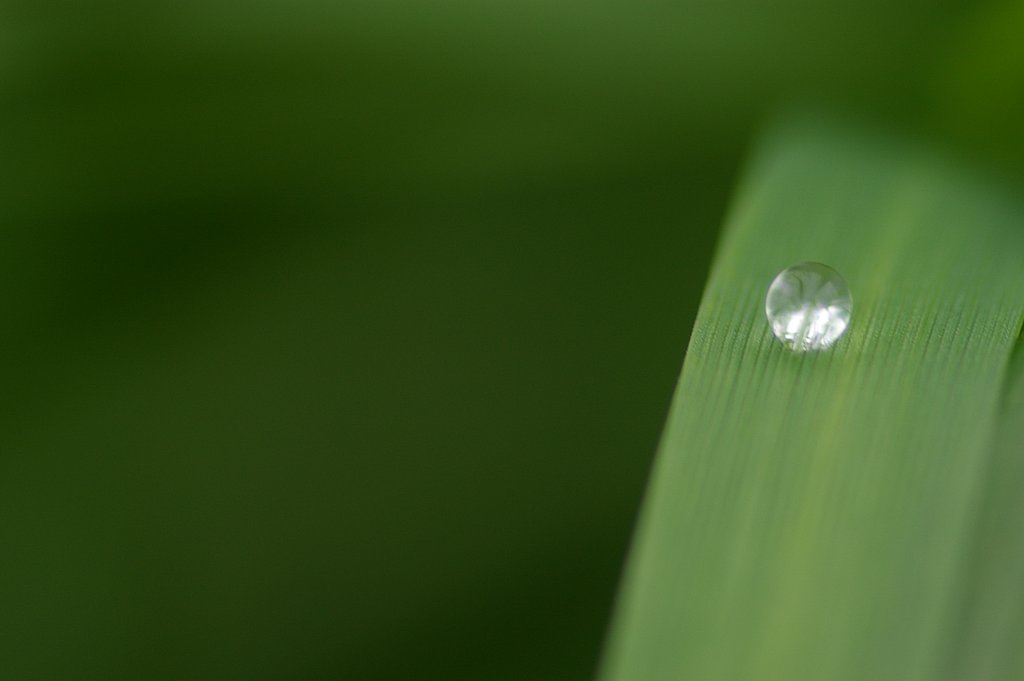 水玉