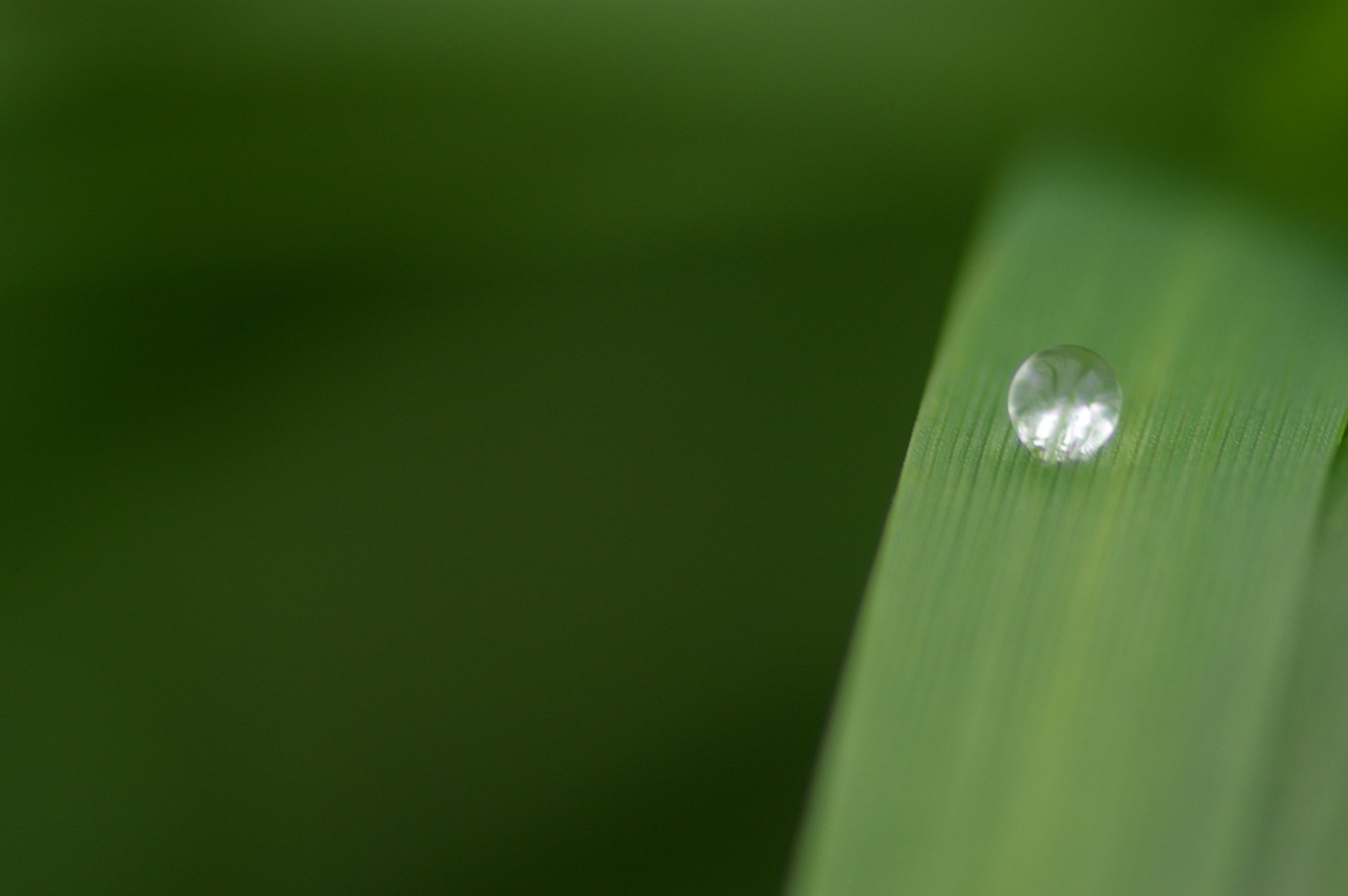 水玉