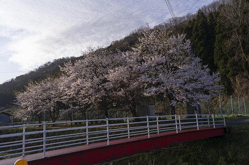 葉桜に。