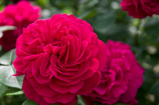 SIGMA 17-50mm F2.8 EX DC HSM 