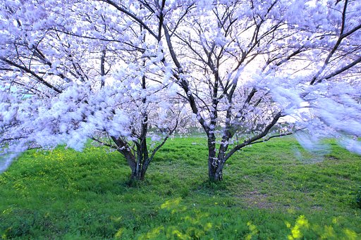 西方に向かって