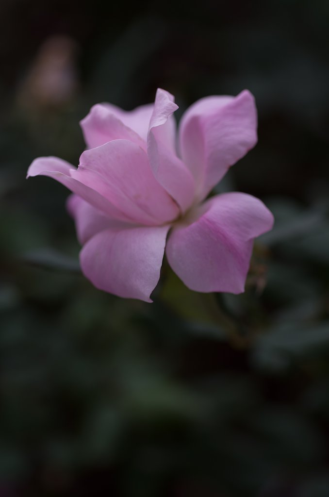 SIGMA MACRO 70mm F2.8
