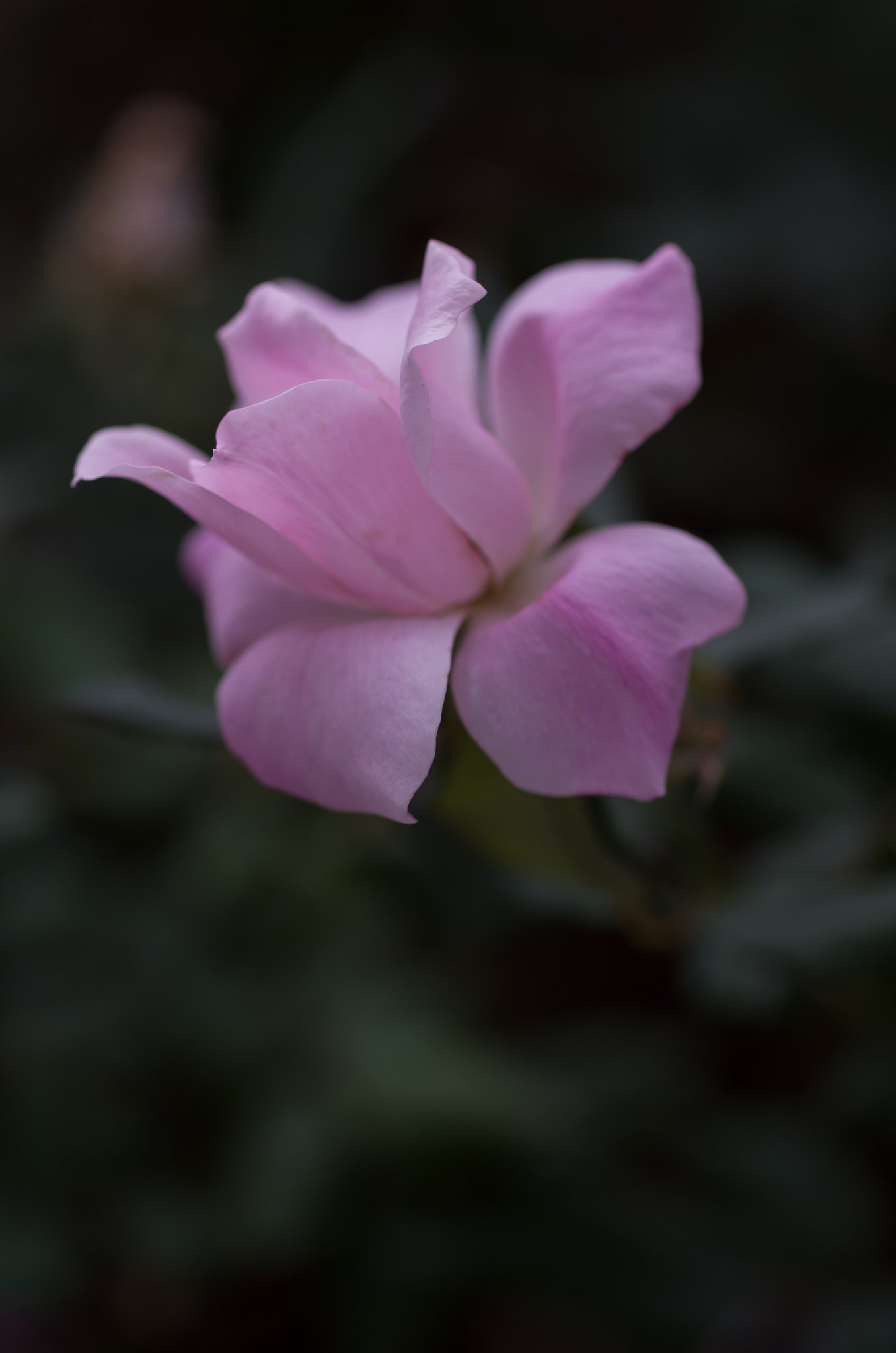 SIGMA MACRO 70mm F2.8