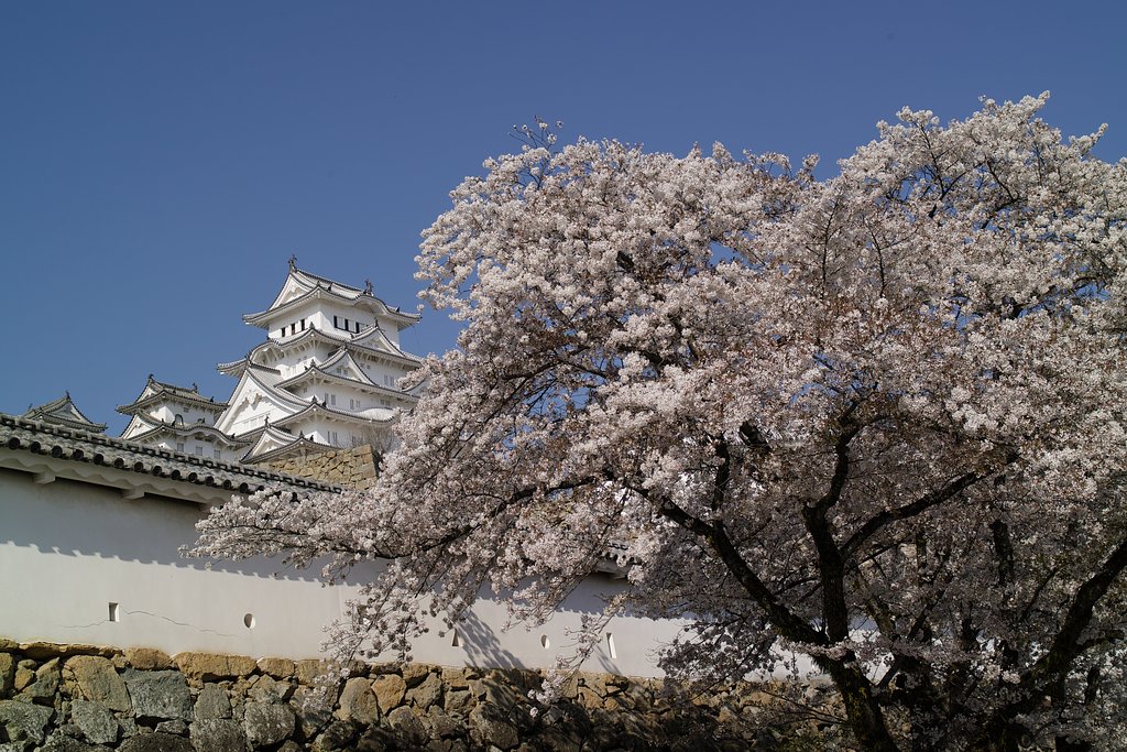 桜とお城
