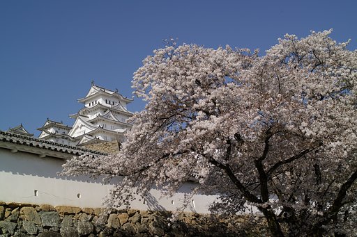 桜とお城
