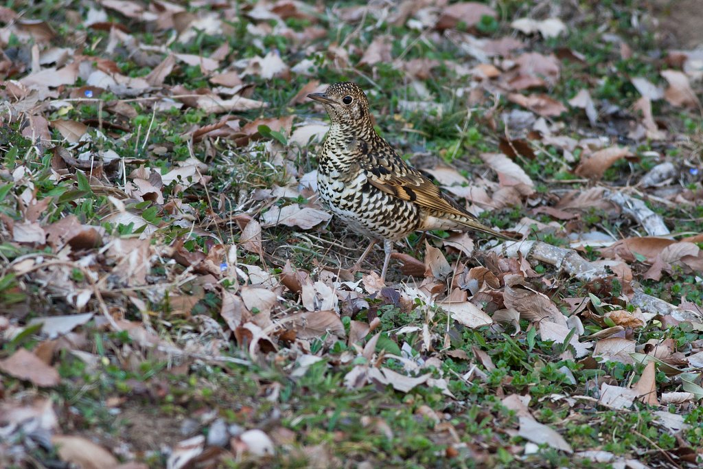 EOS30D＋EF400F5.6L