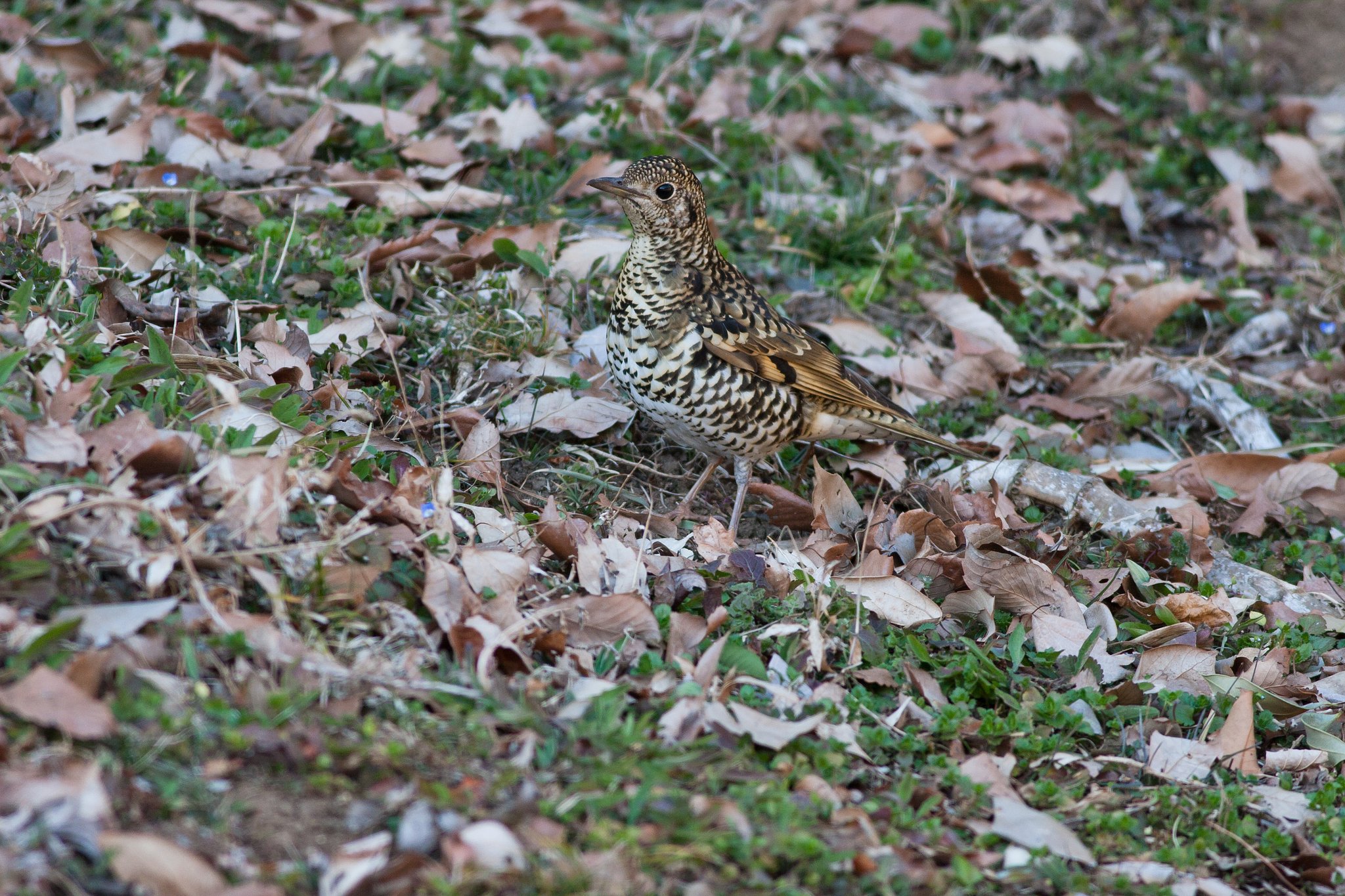 EOS30D＋EF400F5.6L