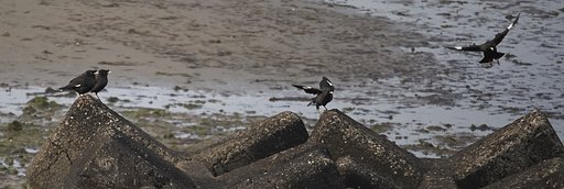 ハッカチョウ？