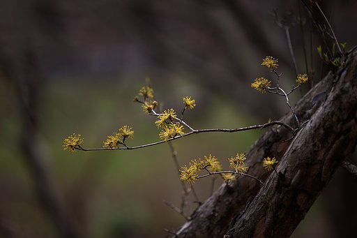 EF180mm F3.5 L MACRO