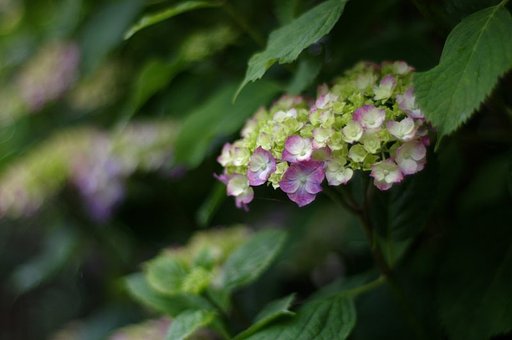 アジサイはこれから