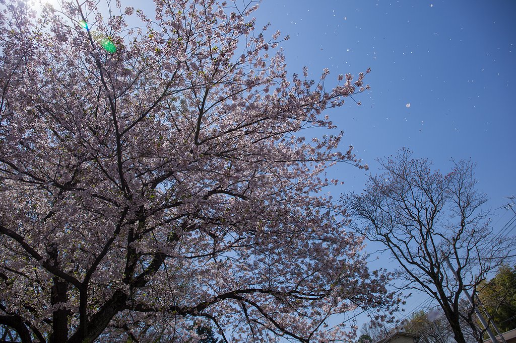 EF24-70mm F4 L IS