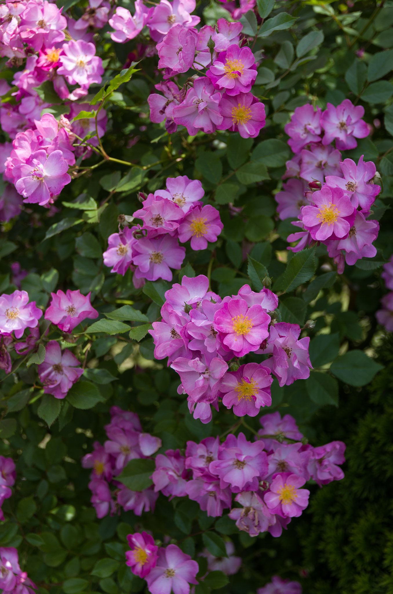 SIGMA 17-70mm F2.8-4 DC MACRO
