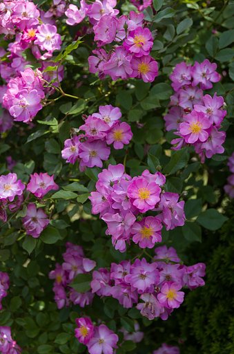 SIGMA 17-70mm F2.8-4 DC MACRO